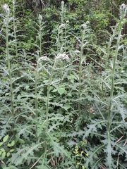 Cirsium japonicum