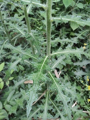 Cirsium japonicum