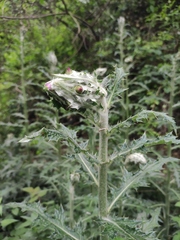 Cirsium japonicum