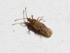 Plerochila