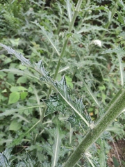 Cirsium japonicum