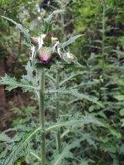 Cirsium japonicum