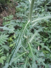 Cirsium japonicum