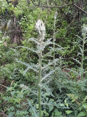 Cirsium japonicum