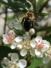 Andrena dunningi