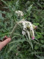 Cirsium japonicum