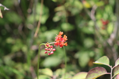 Asclepias lanceolata image