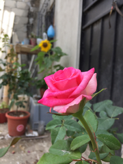 Rosa