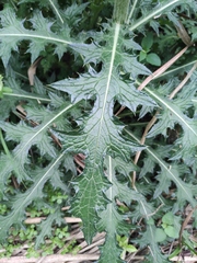 Cirsium japonicum