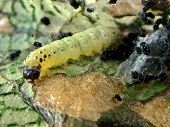 Antigastra catalaunalis