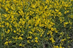 Genista jimenezii