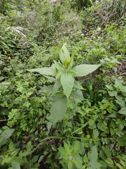 Eupatorium chinense