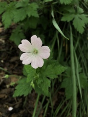 Geranium endressii