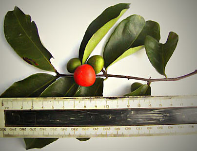 sand lemon-rope (Salacia elegans)
