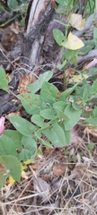 Convolvulus arvensis