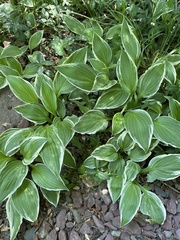 Hosta undulata