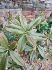 Rhododendron latoucheae