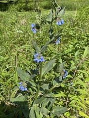 Symphytum caucasicum