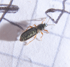 Dimorphopterus blissoides