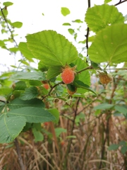 Rubus corchorifolius