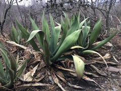 Agave mitis