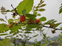 Rubus corchorifolius