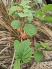 Rubus corchorifolius