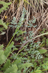 Thalictrum petaloideum