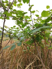 Rubus corchorifolius