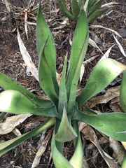Agave mitis