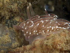 Facelina bostoniensis