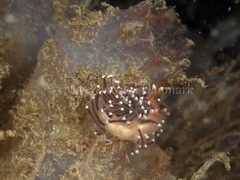 Facelina bostoniensis