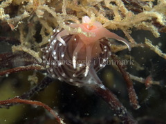 Facelina bostoniensis