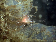 Facelina bostoniensis