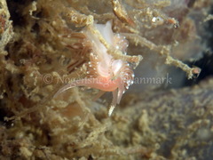 Facelina bostoniensis