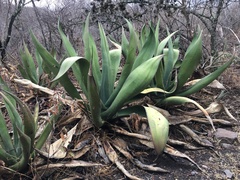 Agave mitis