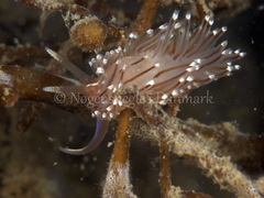 Facelina bostoniensis