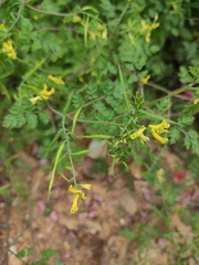 Corydalis pallida