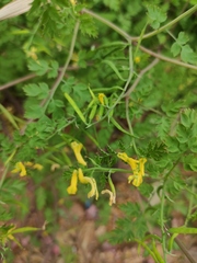 Corydalis pallida
