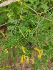 Corydalis pallida