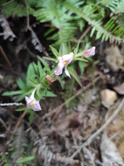 Monochasma savatieri