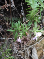 Monochasma savatieri