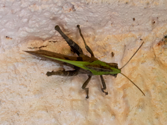 Xyleus discoideus discoideus