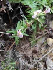 Monochasma savatieri