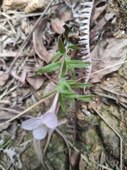 Monochasma savatieri