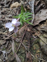 Monochasma savatieri