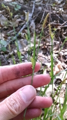Carex gracilescens