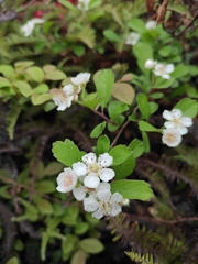 Crataegus cuneata