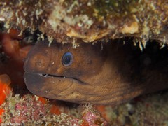 Gymnothorax unicolor