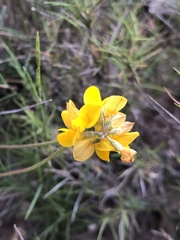 Coronilla minima